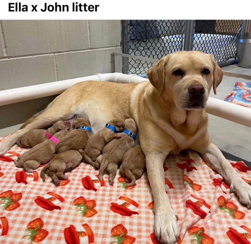 A yellow Labrador nursing her litter of newborns