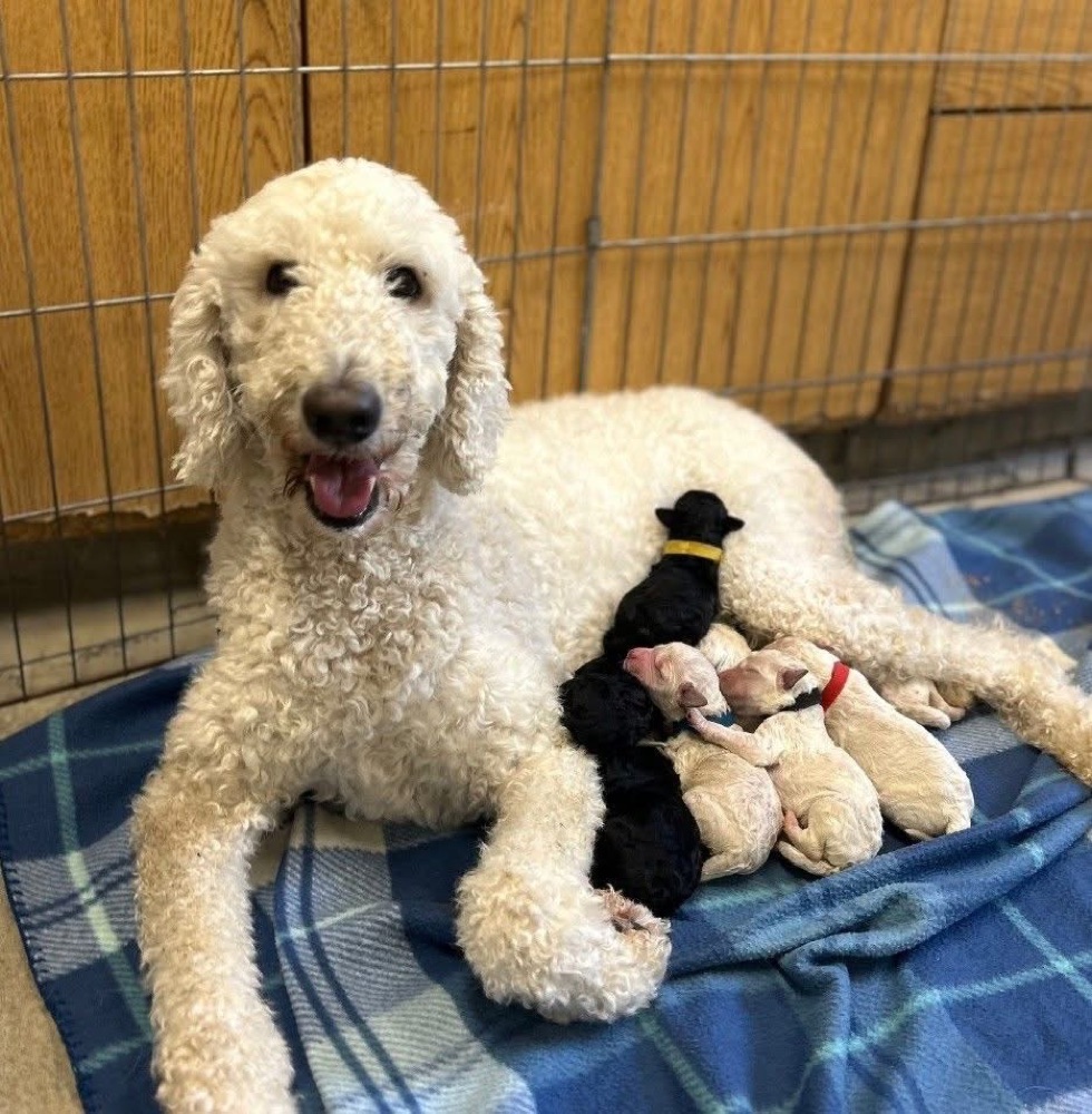 A standard poodle resting with her newborn puppies