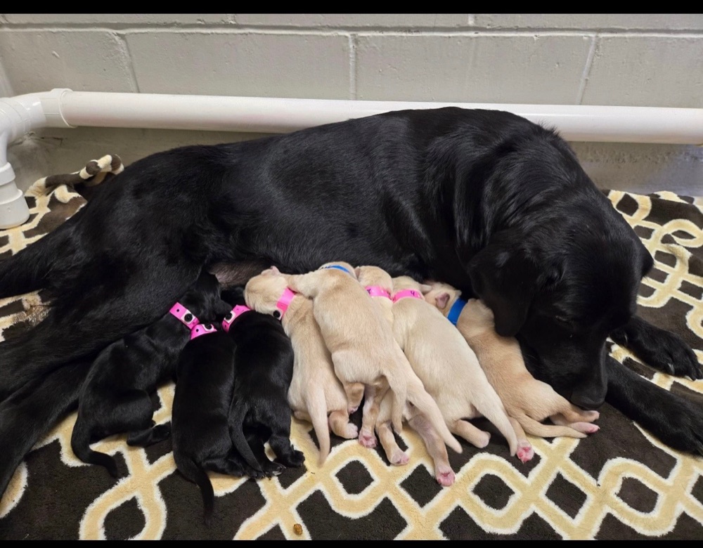 A black Labrador nursing a litter of black and yellow puppies
