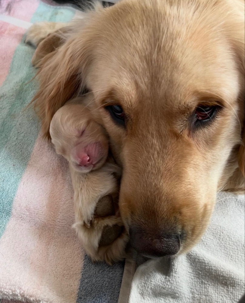 A golden retriever nuzzling a single newborn puppy