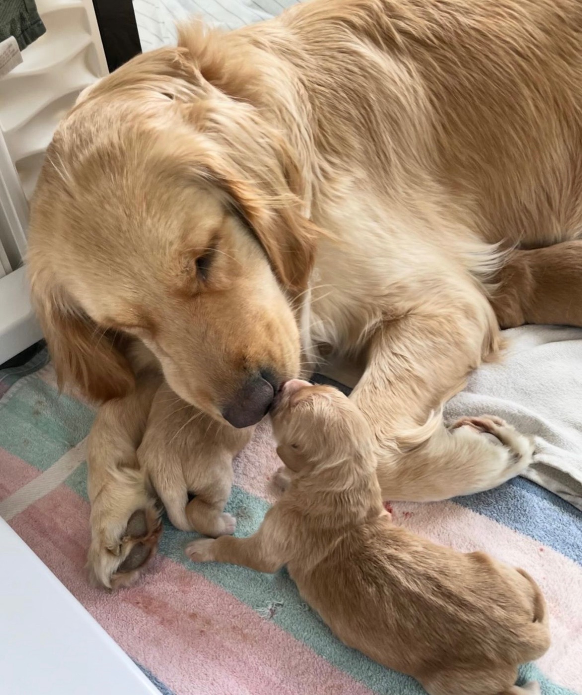 A golden retriever mother nose to nose with her newborn puppy
