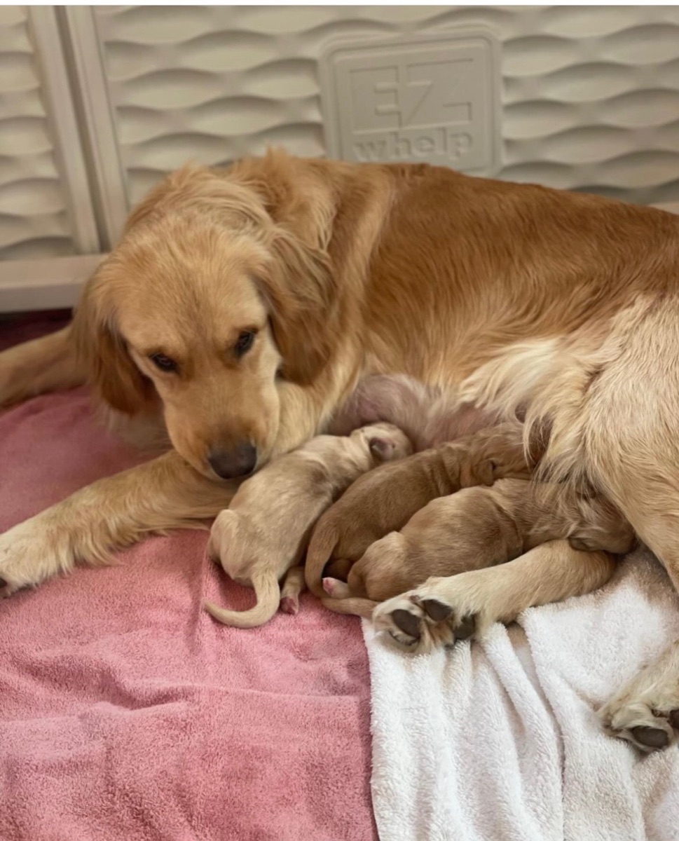 A golden retriever mother curled gently around her newborn puppies